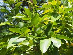 Image result for Cryptocarya