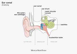 Within these cells are tiny particles (otoconia) that help monitor the position of your head in relation to. The Ear Canal Anatomy Diagram And Common Conditions