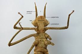 Image result for Hetaeria tetraptera