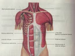 Some muscles are fast twitch dominant while in anatomy, medial refers to 'near the middle of the body,' whereas the correct term, lateral, refers to. Chest Muscles Anatomy Diagram Quizlet
