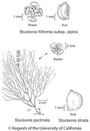 Image result for Stuckenia