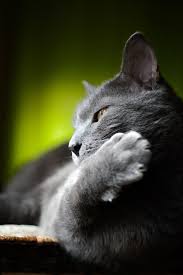 Pin By Antonio Tibetano On Animaux Cats Gorgeous Cats Blue Cats