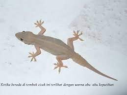 Check spelling or type a new query. Ciri Khusus Cicak Dilengkap Dengan Gambar Nama Nama Hewan