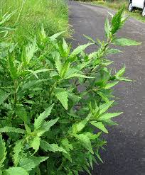 Image result for Dysphania procera