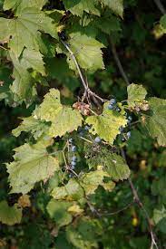 Wild grape vines in michigan. Fox Grape Ncpedia