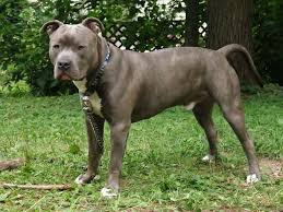 The american pit bull terrier is usually friendly with strangers when their owners are present. Pin On Web Pixer