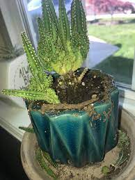 Grafting cactus is basically a straightforward method where you attach a piece or even a whole step 1: Is My Cactus Dying Those Pieces On The Bottom Are Falling Off Or Fell Off Succulents
