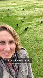 The 3 basic principles of befriending the crows. #crows #befriendthecr...