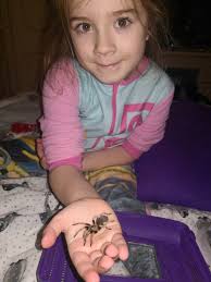 Meet the eight-year-old conservationist Hollie Greenhalgh who loves spiders  so much that she shares her bedroom — with more than 50 of them! 😅😅😅  Hollie first fell in love with creepy crawlies