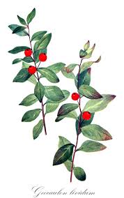 Image result for Osyridicarpos