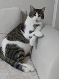 tekir kedi resimleri 18 en sevimli tekir kedi fotografi fotograf indir tekir kediler kedi kediler ve yavrulari