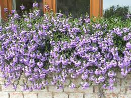 Image result for foto Vějířovka