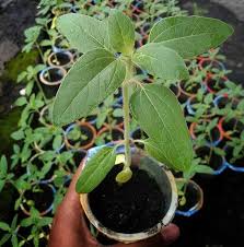 Potong tangkai bunga sepanjang 10 cm atau lebih. Cara Menanam Bunga Matahari Velvet Queen Dalam Pot Sahabat Tani