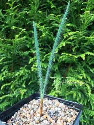 Image result for Gethyllis