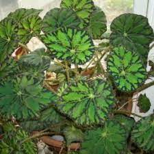Eyelash Begonia Begonia Bowerae Plants Plant Identification Begonia