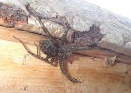 They don't spin a trap webs, and they eat several times their own weight each day. Dark Fishing Spider Field Station