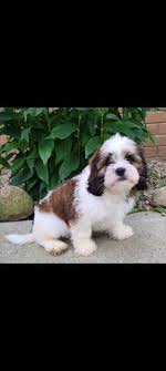 Have you recently adopted a shihpoo? Shih Poo Puppies For Sale Lancaster Puppies