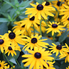 Image result for Buchnera speciosa