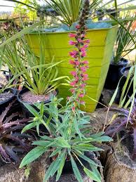 Image result for Echium