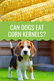 Can Dogs Eat Corn Barking Royalty Can Dogs Eat Corn Can Dogs Eat Corn For Dogs