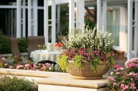 Tall in the landscape and trail up to 4 feet by the end of the season. How To Buy Annuals Hgtv