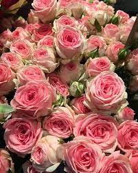 A wide variety of rose fragrant options are available to you, such as scent, power source, and feature. Me And My Obsession Paris Mycountrylifeintuscany Roses Colours Love Bouquet Marais Fragrant Roses Rose Rose Color