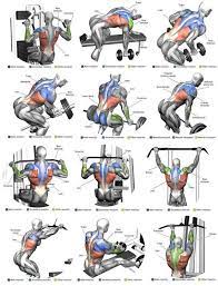 Learn about these muscles, their locations there are several individual muscles within the back anatomy, and it's important to take a quick look at all of them to see how you can target them. Top 12 Exercise For Massive Back Anatomy Best Chest Workout Chest Workouts Gym Workouts