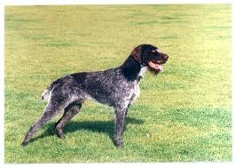 Image result for český fousek stavba těla