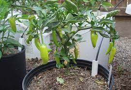 The plants can grow to between 1 and 2 feet tall. Kcdgarden Sweet Banana Pepper