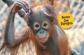 Rostock zoo is a zoo in the city of rostock, founded in 1899. Zoo Rostock