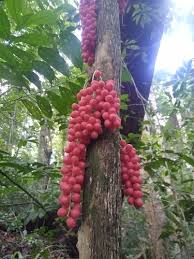 Image result for Maesobotrya