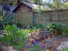 Vegetables vegetables you grow in your backyard. How To Be A Suburban Homesteader A Great Blog Post On Learning To Live With What You Have Even When Backyard Farming Backyard Landscaping Urban Homesteading
