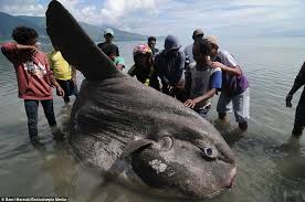 What is the minimum tank size? Sunfish All About The Ocean Sunfish Or Mola Mola Seafish