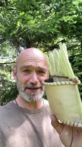 Blueberry Picker Dandelion