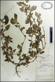 Image result for Phaulopsis imbricata