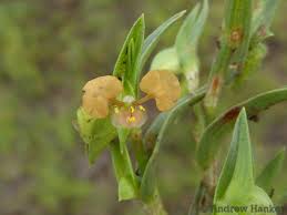 Image result for Commelina subulata