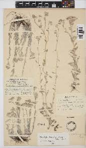 Image result for Vellereophyton dealbatum