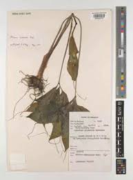 Image result for Arisaema mildbraedii