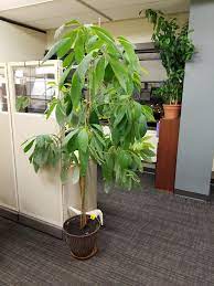 Form and size varies greatly with the variety. My Dad Is Growing An Avacado Tree At His Office In Edmonton Alberta Gardening