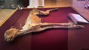 cheetah remains found in Saudi Arabia ...