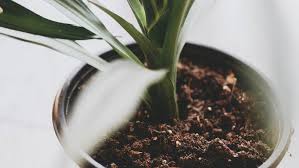 I use a small painting knife as a tool to cultivate the green stuff under. Why Is My Plant S Soil Moldy Patch Plants