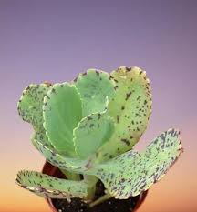 Image result for Kalanchoe marmorata