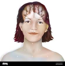 Left brains hi-res stock photography and images