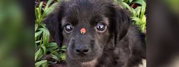 La Biblia de los animales - Home | Facebook