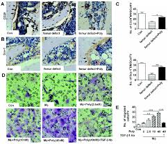 The alpha male is in peak physical shape. Identification Of A Prolonged Action Molecular Glp 1r Agonist For The Treatment Of Femoral Defects Biomaterials Science Rsc Publishing Doi 10 1039 C9bm01426h
