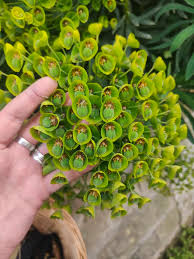 Image result for Euphorbia cyparissioides