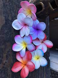 Pin On Hawaii