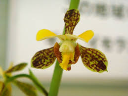 Image result for Eulophia streptopetala