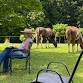 Herd Meditation