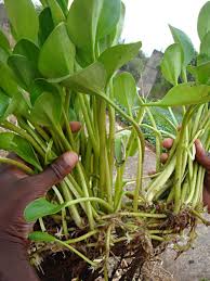 Image result for Limnobium laevigatum